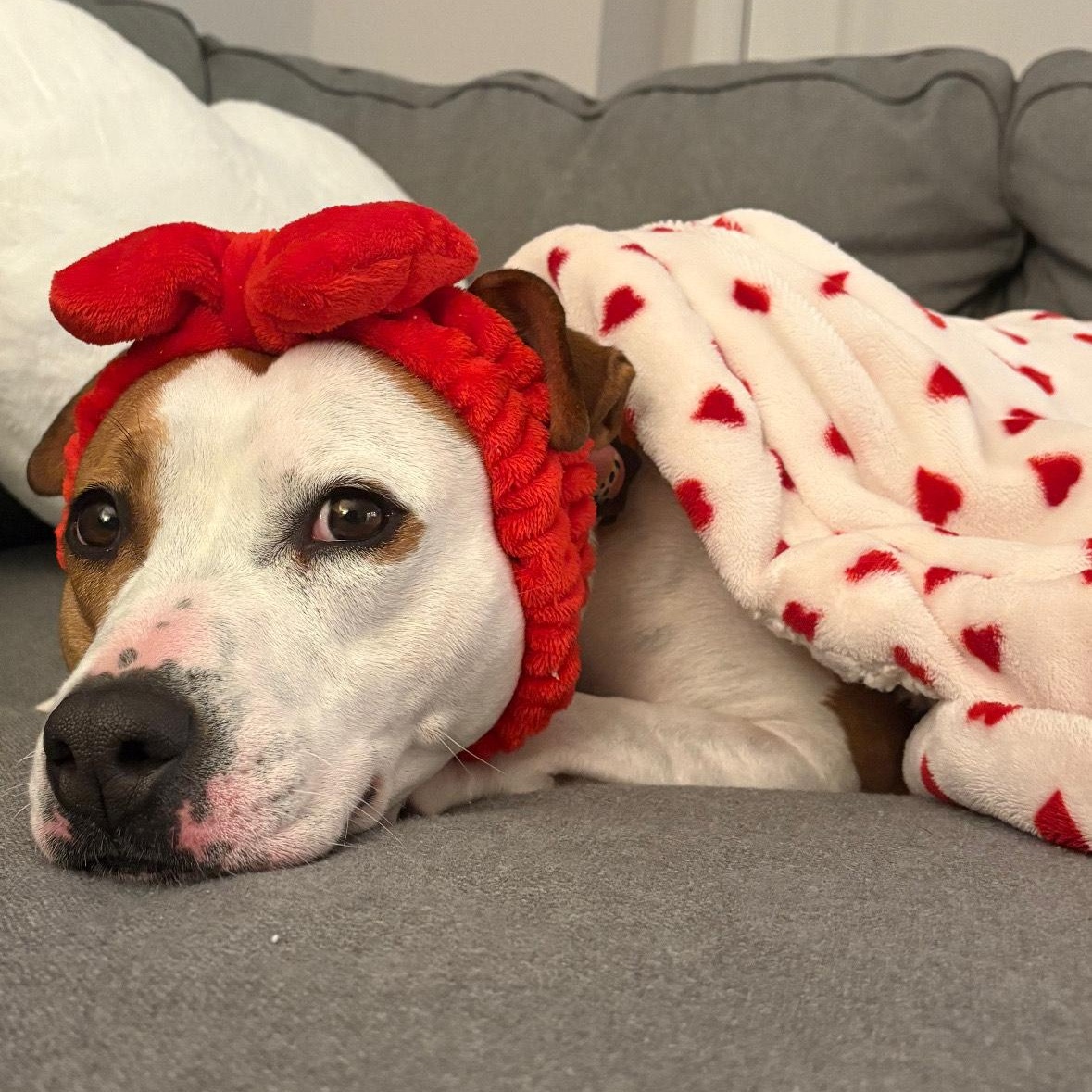 Enlarge Ellie ID 44221/4138, an adopted Pit Bull Terrier in Manassas, VA image 5/6