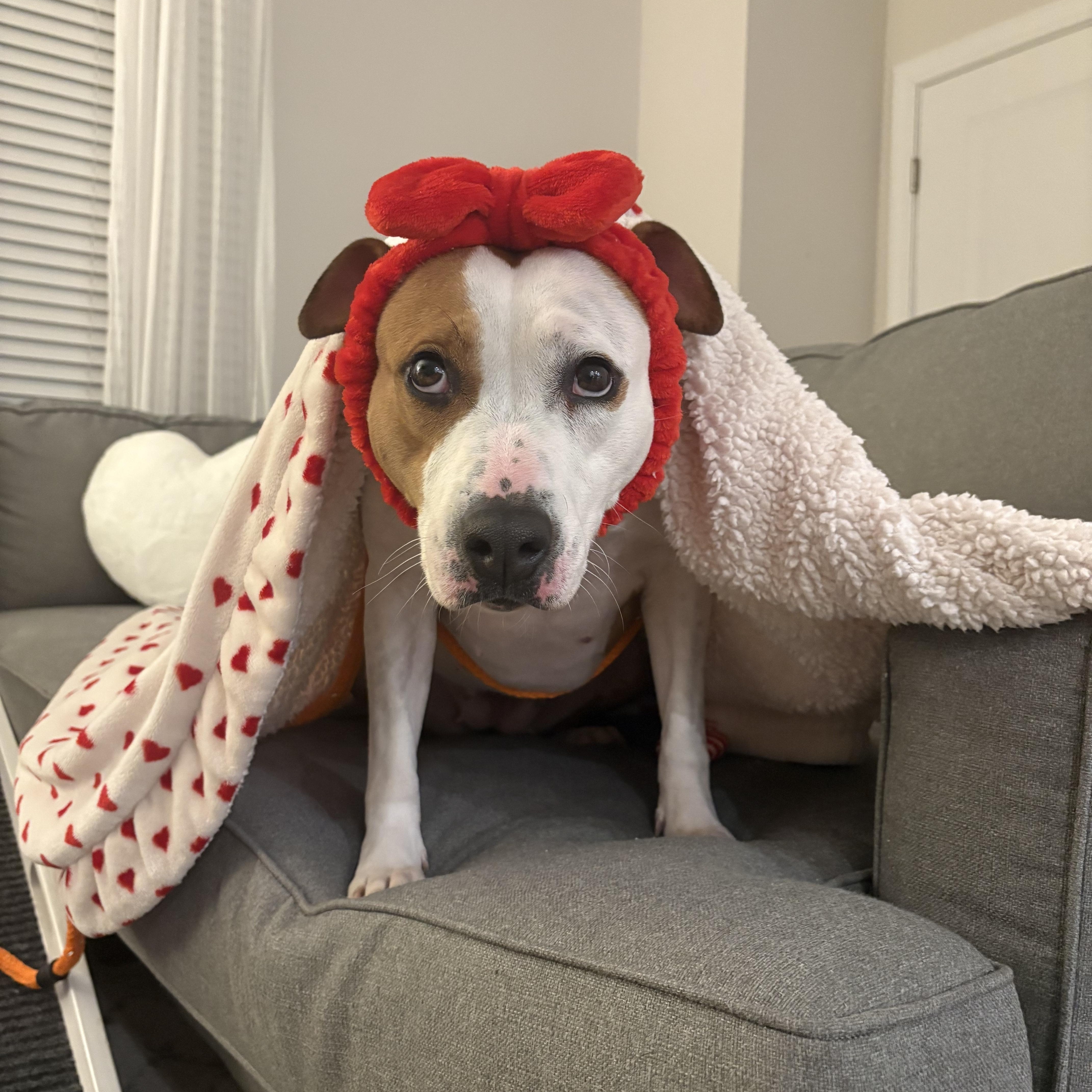 Enlarge Ellie ID 44221/4138, an adopted Pit Bull Terrier in Manassas, VA image 1/6