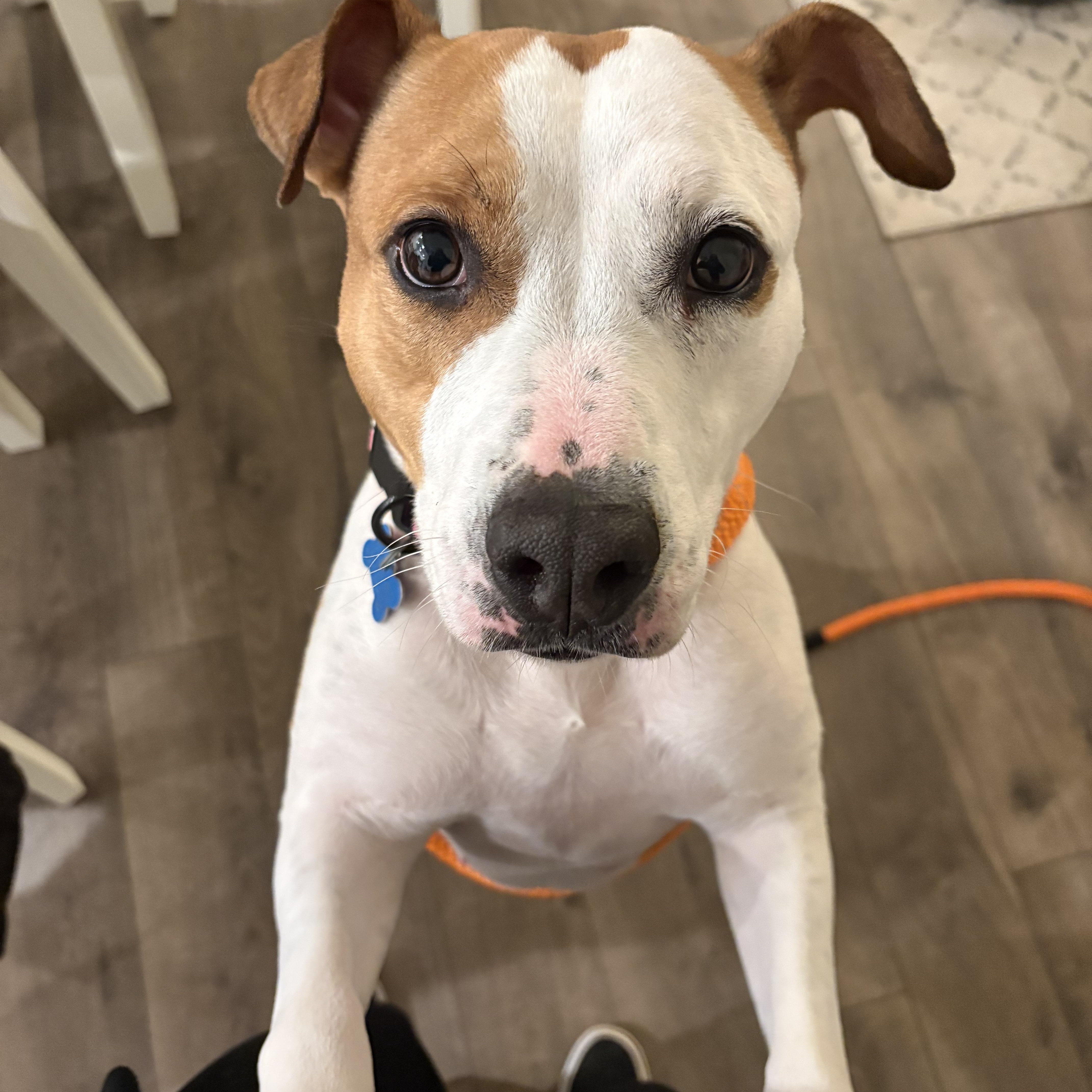 Enlarge Ellie ID 44221/4138, an adopted Pit Bull Terrier in Manassas, VA image 6/6