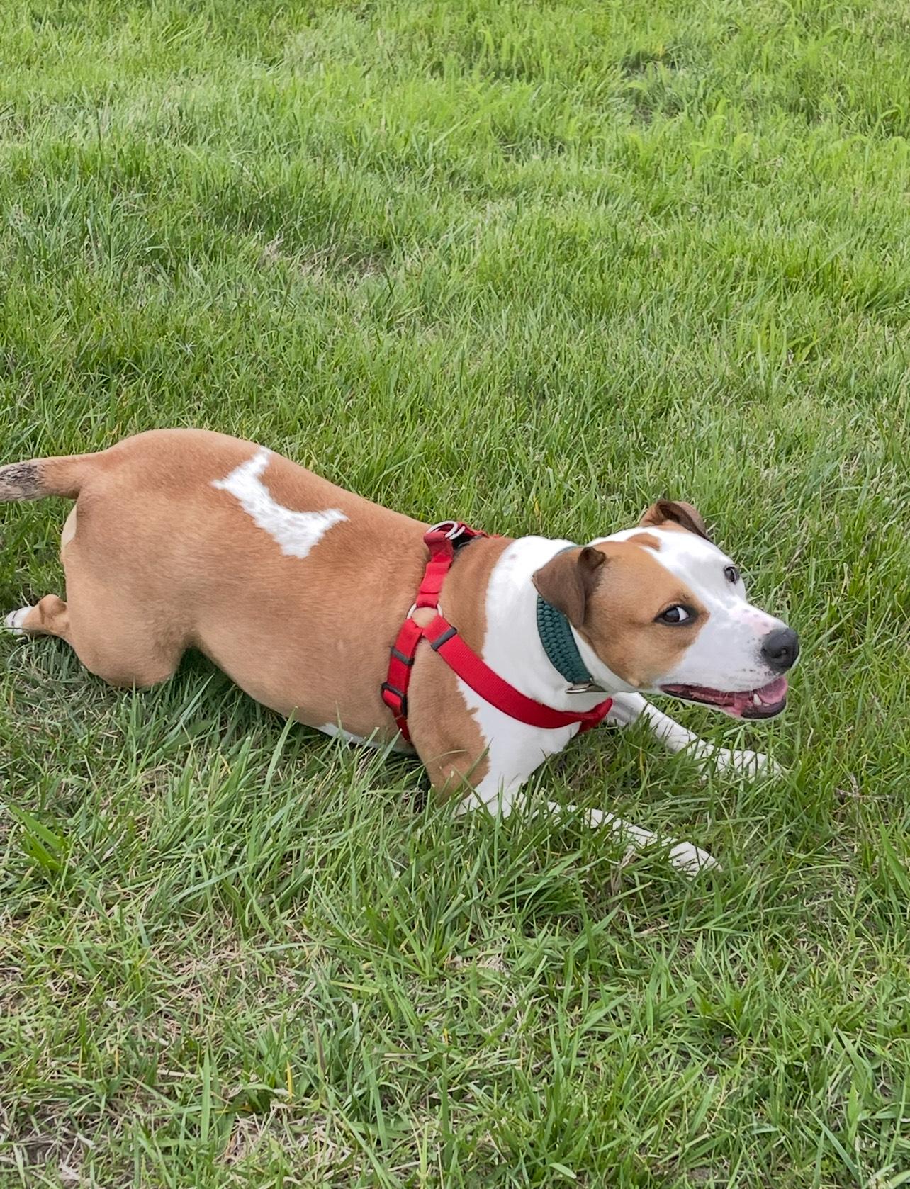 Enlarge Ellie ID 44221/4138, a Adoptable Pit Bull Terrier in Manassas, VA image 2/5