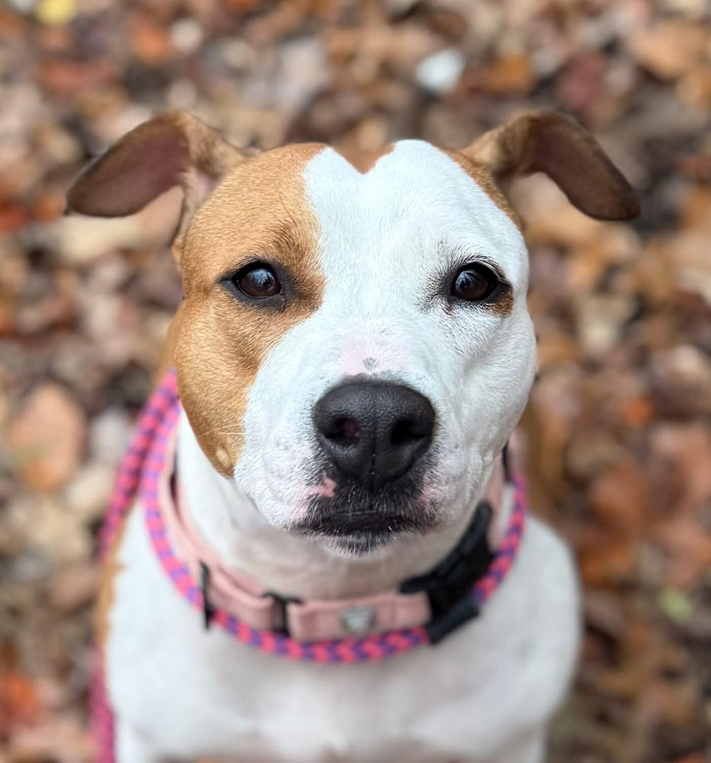 Ellie ID 44221/4138, Adoptable, Adult Female Pit Bull Terrier.