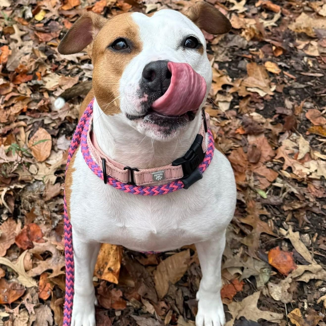 Enlarge Ellie ID 44221/4138, a Adoptable Pit Bull Terrier in Manassas, VA image 5/5