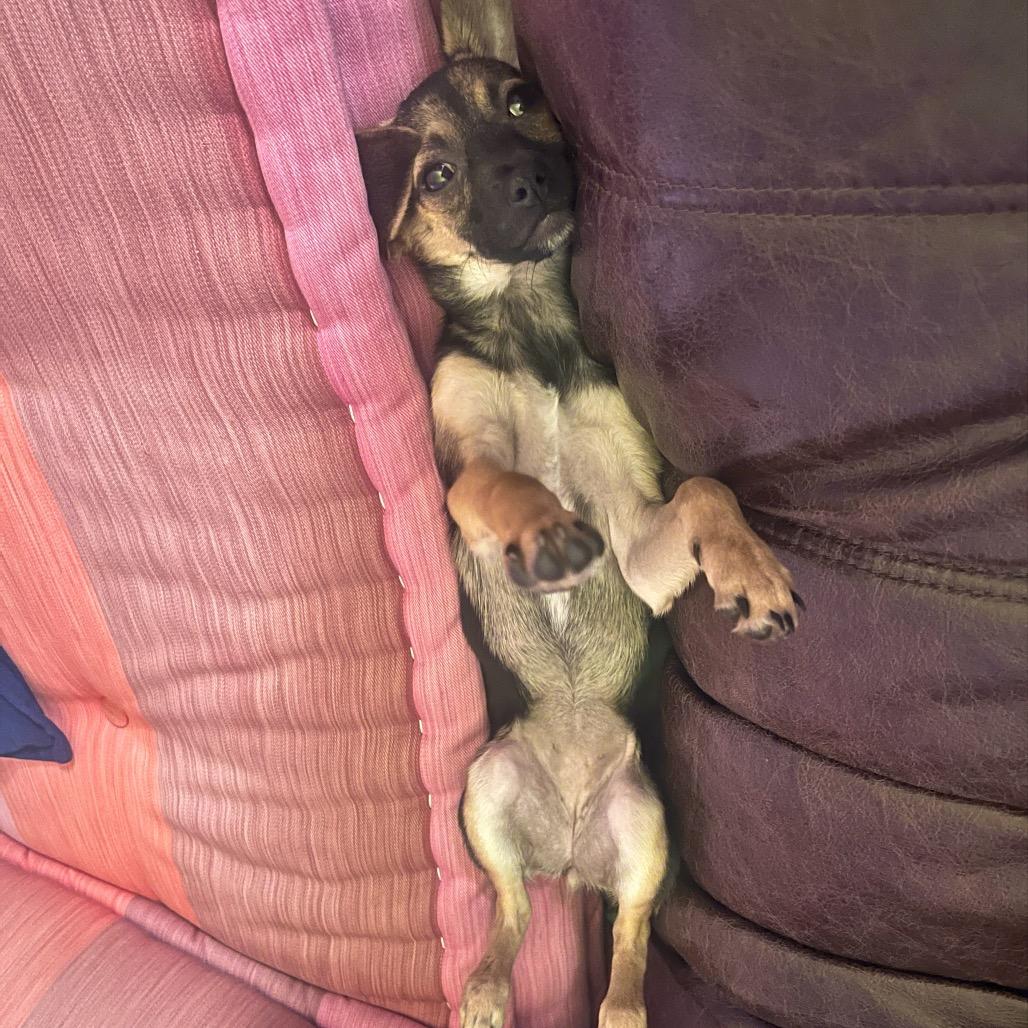 Iris (Dallas), Adoptable, Young Female Chihuahua.