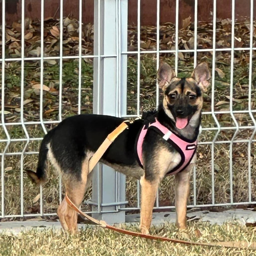 Enlarge Iris (Dallas), a Adoptable Chihuahua in Houston, TX image 1/4