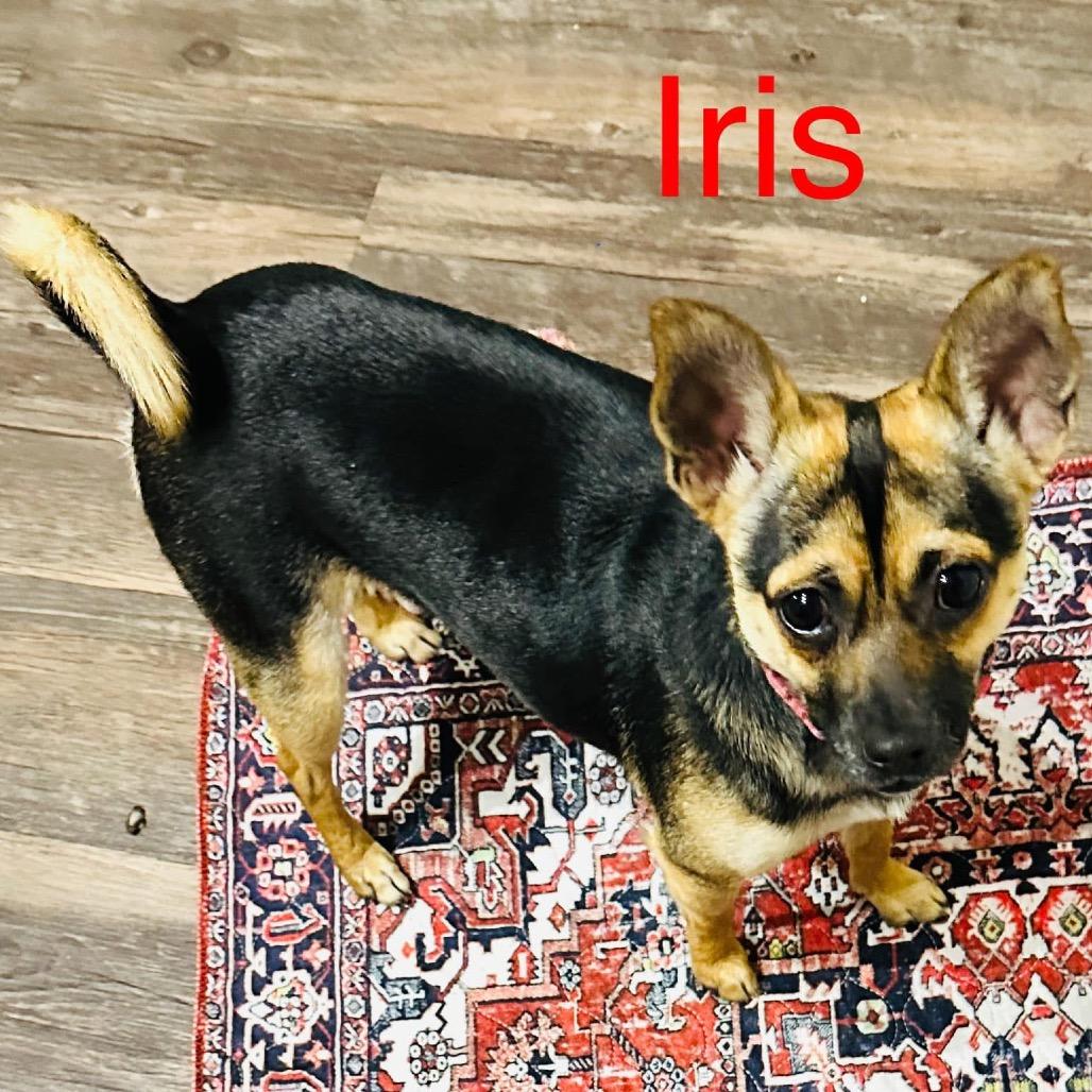 Enlarge Iris (Dallas), a Adoptable Chihuahua in Houston, TX image 2/4