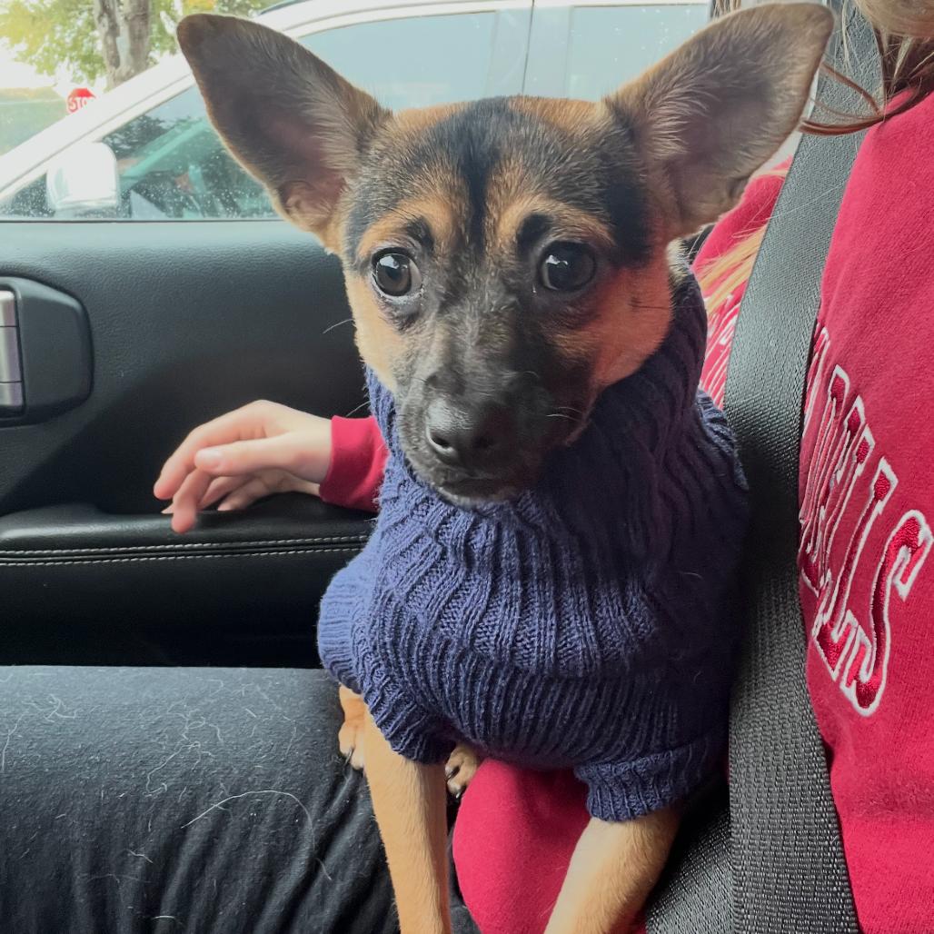 Iris (Dallas), a Adoptable Chihuahua in Houston, TX image 1/6