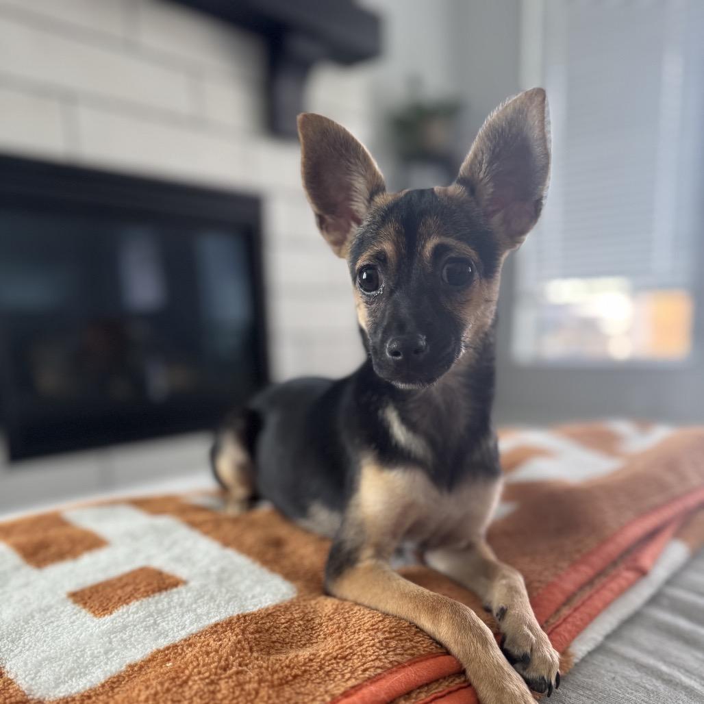 Iris (Dallas), a Adoptable Chihuahua in Houston, TX image 2/6