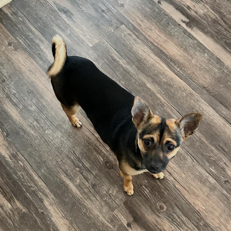 Iris (Dallas), a Adoptable Chihuahua in Houston, TX image 3/6