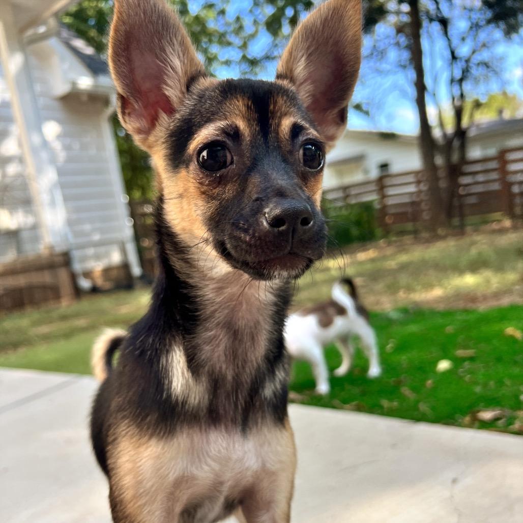 Iris (Dallas), a Adoptable Chihuahua in Houston, TX image 3/6