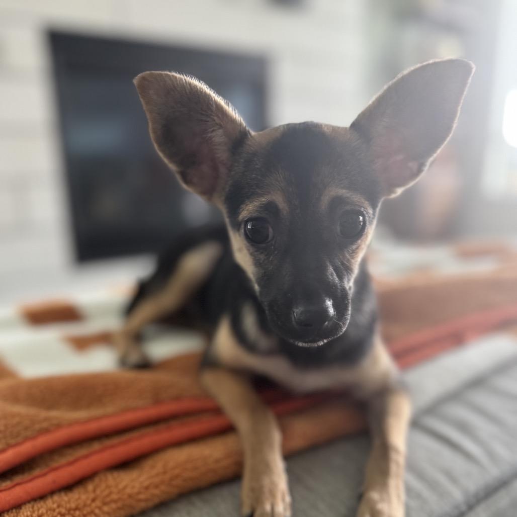 Iris (Dallas), a Adoptable Chihuahua in Houston, TX image 4/6