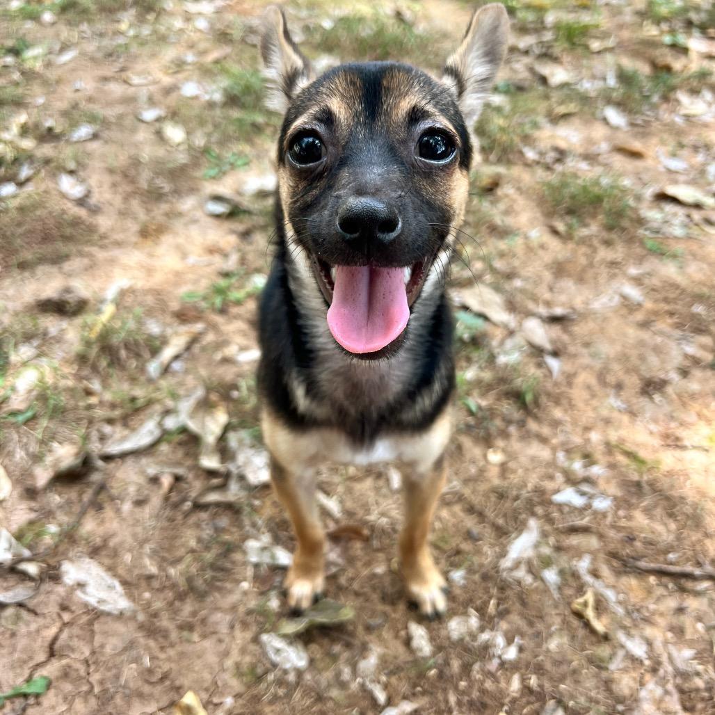 Iris (Dallas), a Adoptable Chihuahua in Houston, TX image 5/6