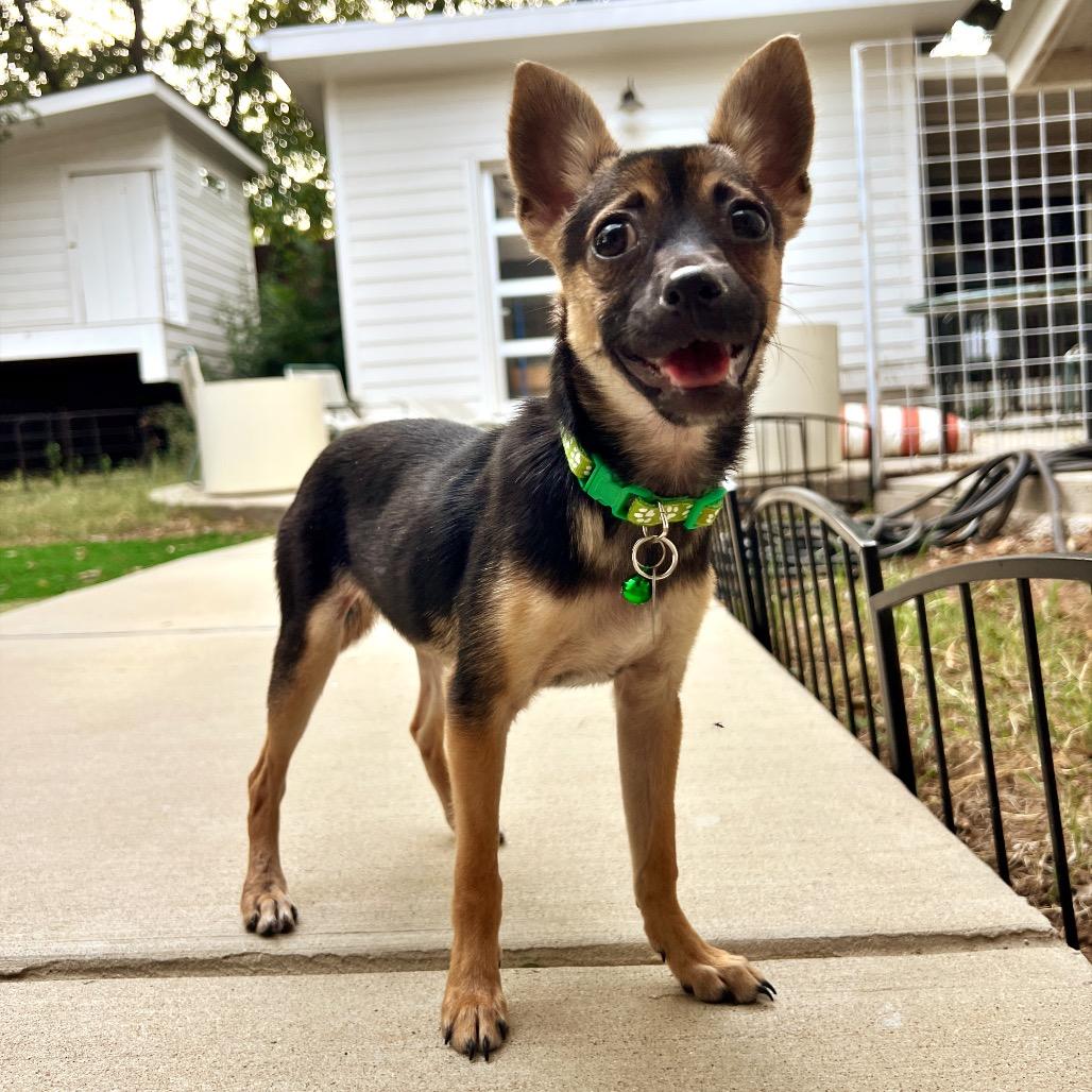 Iris (Dallas), a Adoptable Chihuahua in Houston, TX image 6/6