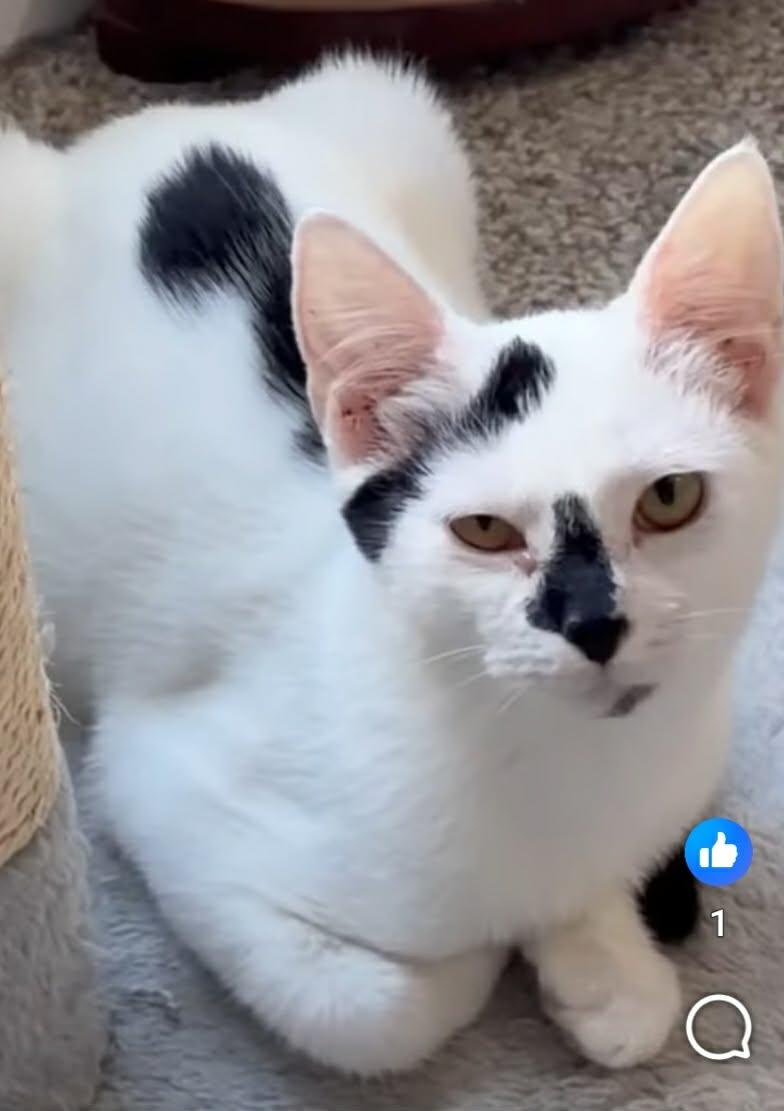 Enlarge Sissy, a ADOPTABLE Domestic Short Hair in Greenville, NC image 3/3