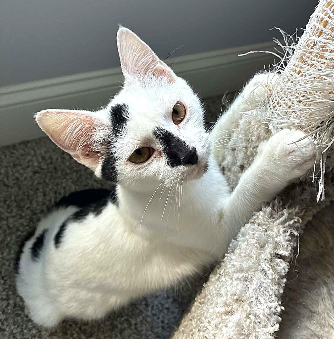 Enlarge Sissy, a ADOPTABLE Domestic Short Hair in Greenville, NC image 2/3