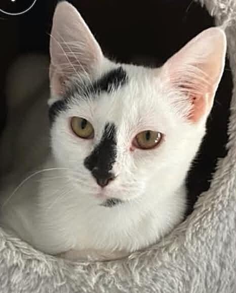 Sissy, ADOPTABLE, Young Female Domestic Short Hair.