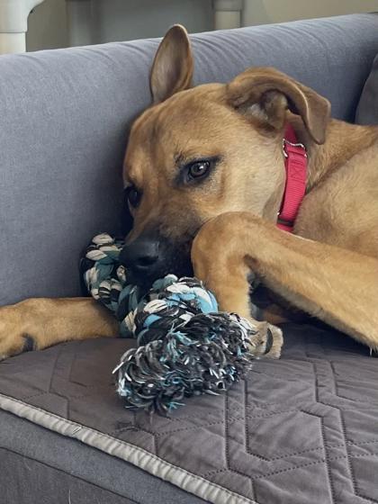 Enlarge Scooby, a ADOPTABLE Mixed Breed in Traverse City, MI image 3/3