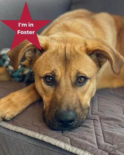 Scooby, ADOPTABLE, Adult Male Mixed Breed.