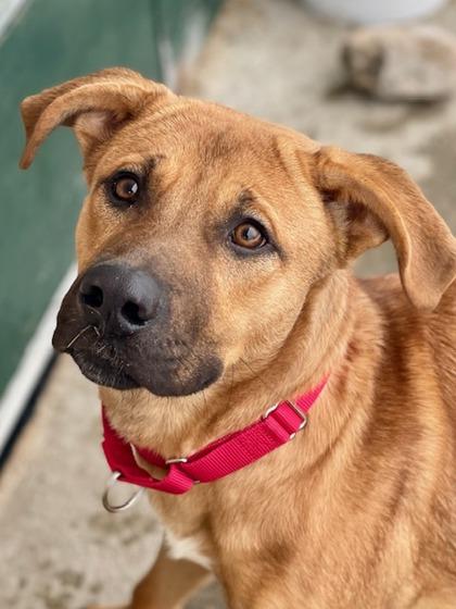Enlarge Scooby, a ADOPTABLE Mixed Breed in Traverse City, MI image 2/3