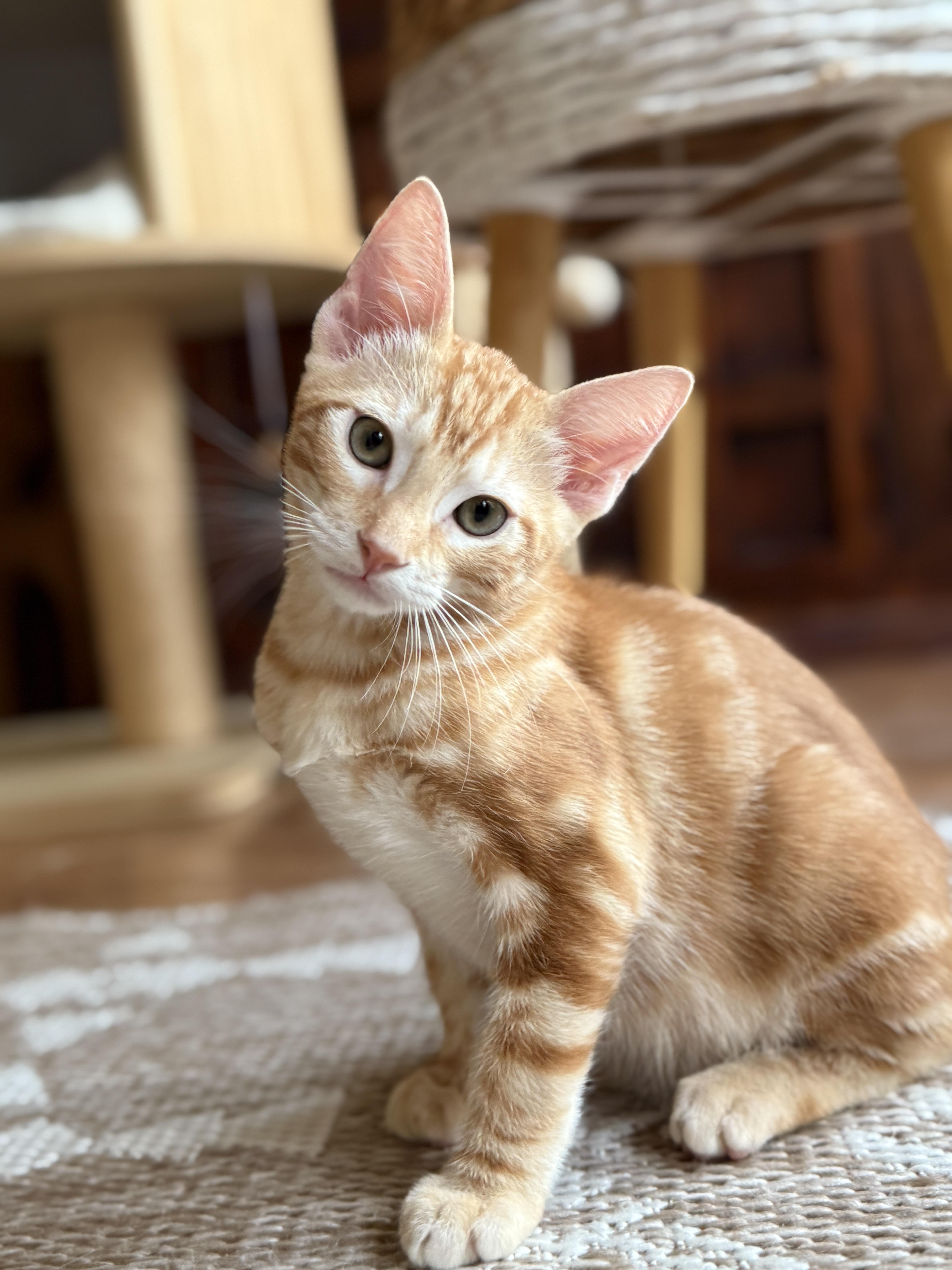 Frito, a Adoptable mixed breed in Keller, TX image 5/6