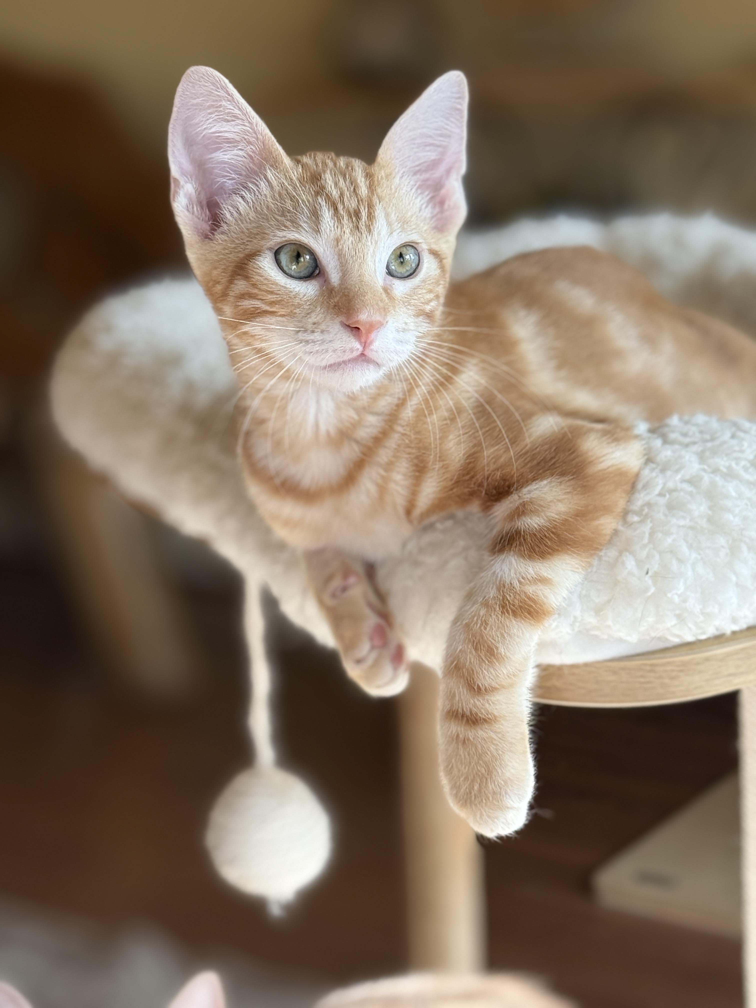 Frito, a Adoptable mixed breed in Keller, TX image 4/6