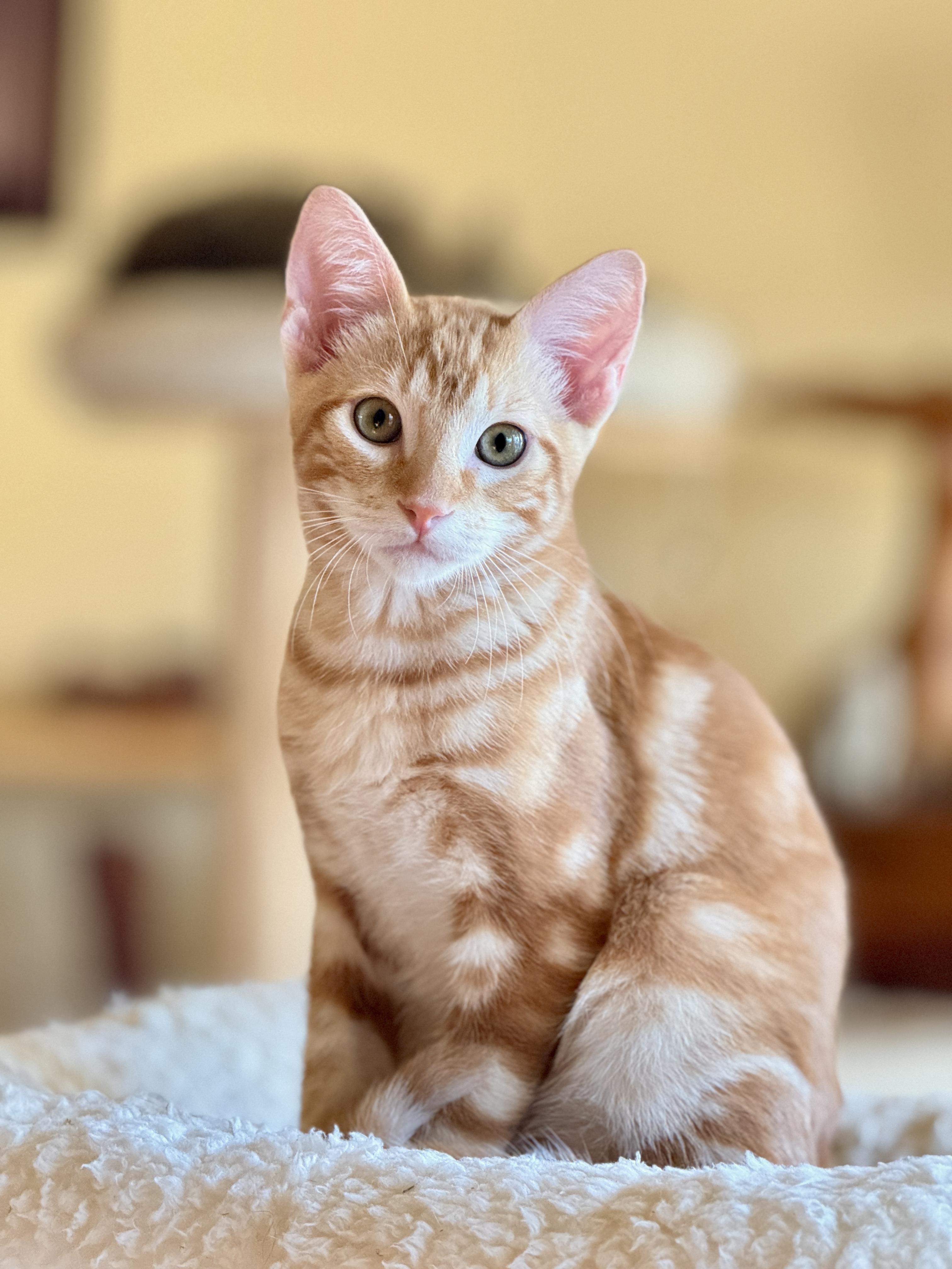 Frito, a Adoptable mixed breed in Keller, TX image 6/6