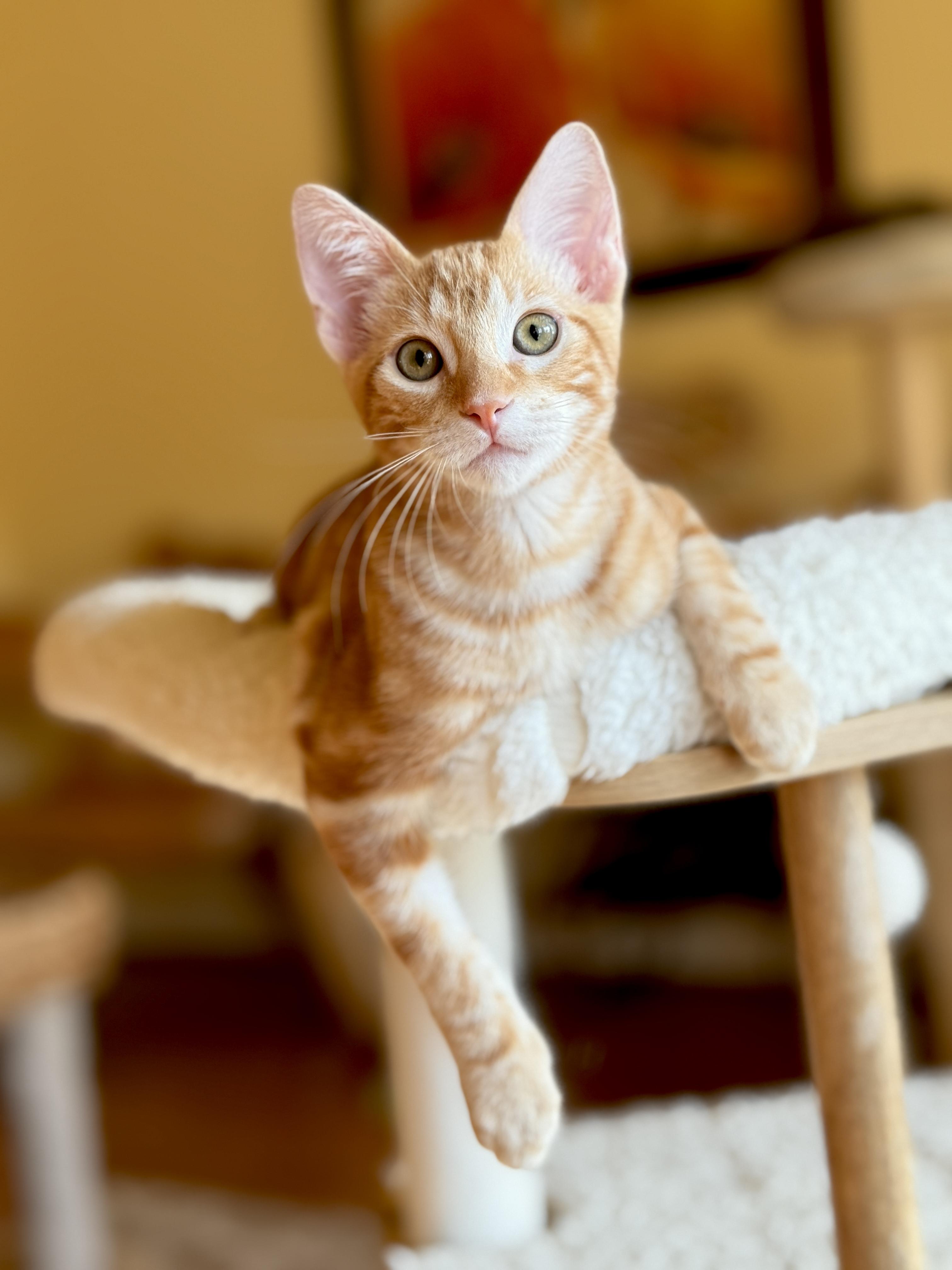 Frito, Adoptable, Kitten Male Domestic Short Hair & Tabby.