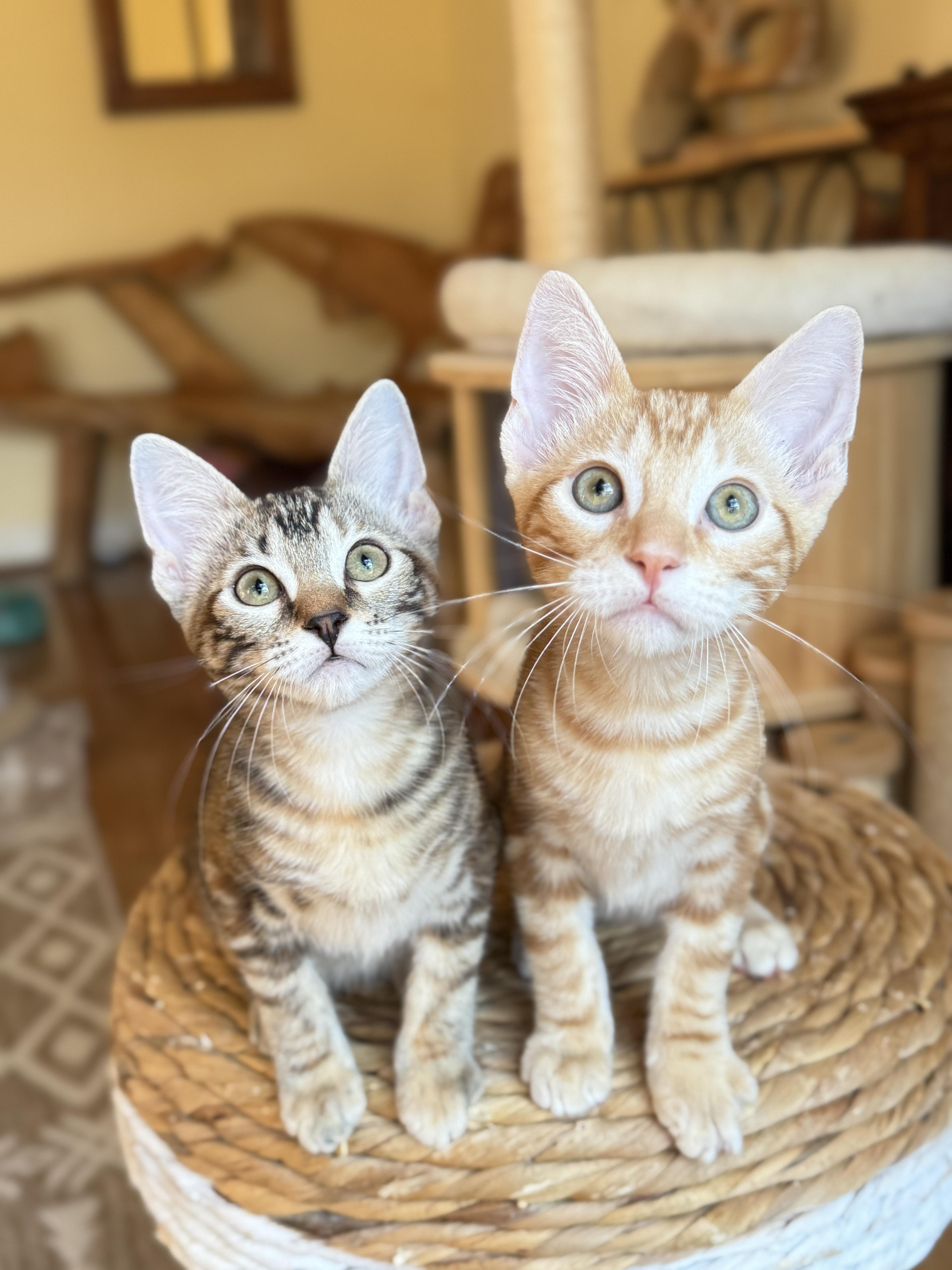 Frito, a Adoptable mixed breed in Keller, TX image 2/6