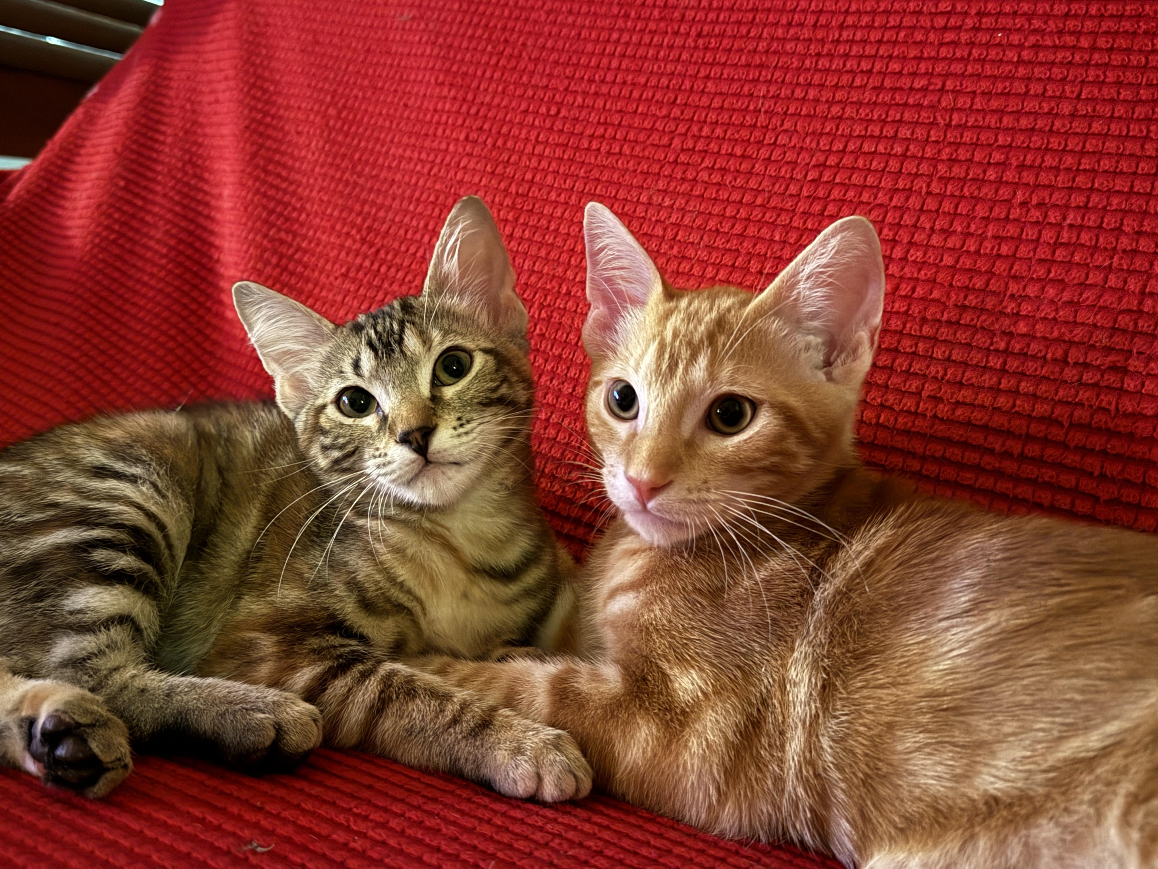 Frito, a Adoptable mixed breed in Keller, TX image 3/6