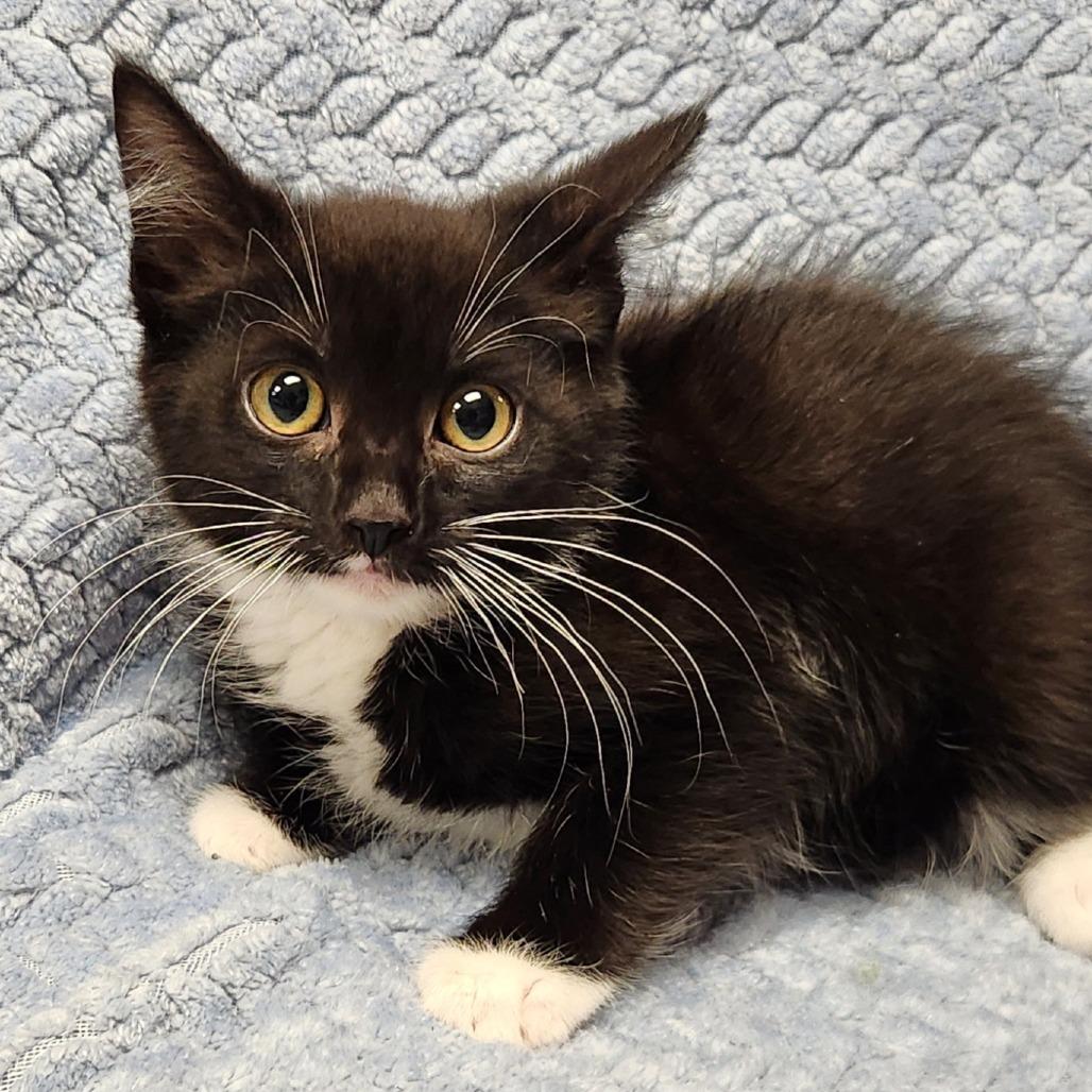 Velma, Adoptable, Kitten Female Domestic Short Hair.