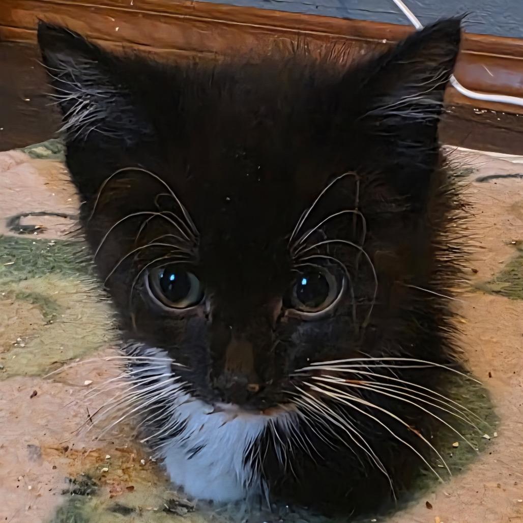 Enlarge Velma, a Adoptable Domestic Short Hair in Brighton, MO image 2/4