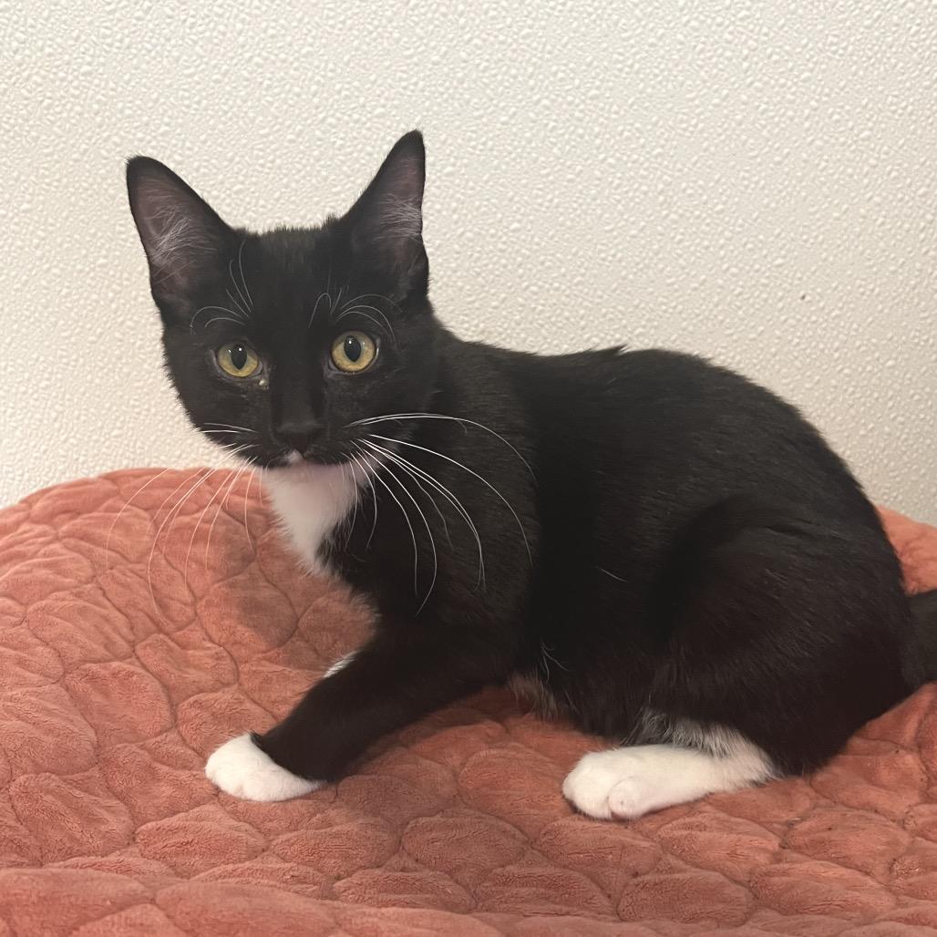 Enlarge Velma, a Adoptable Domestic Short Hair in Brighton, MO image 3/4