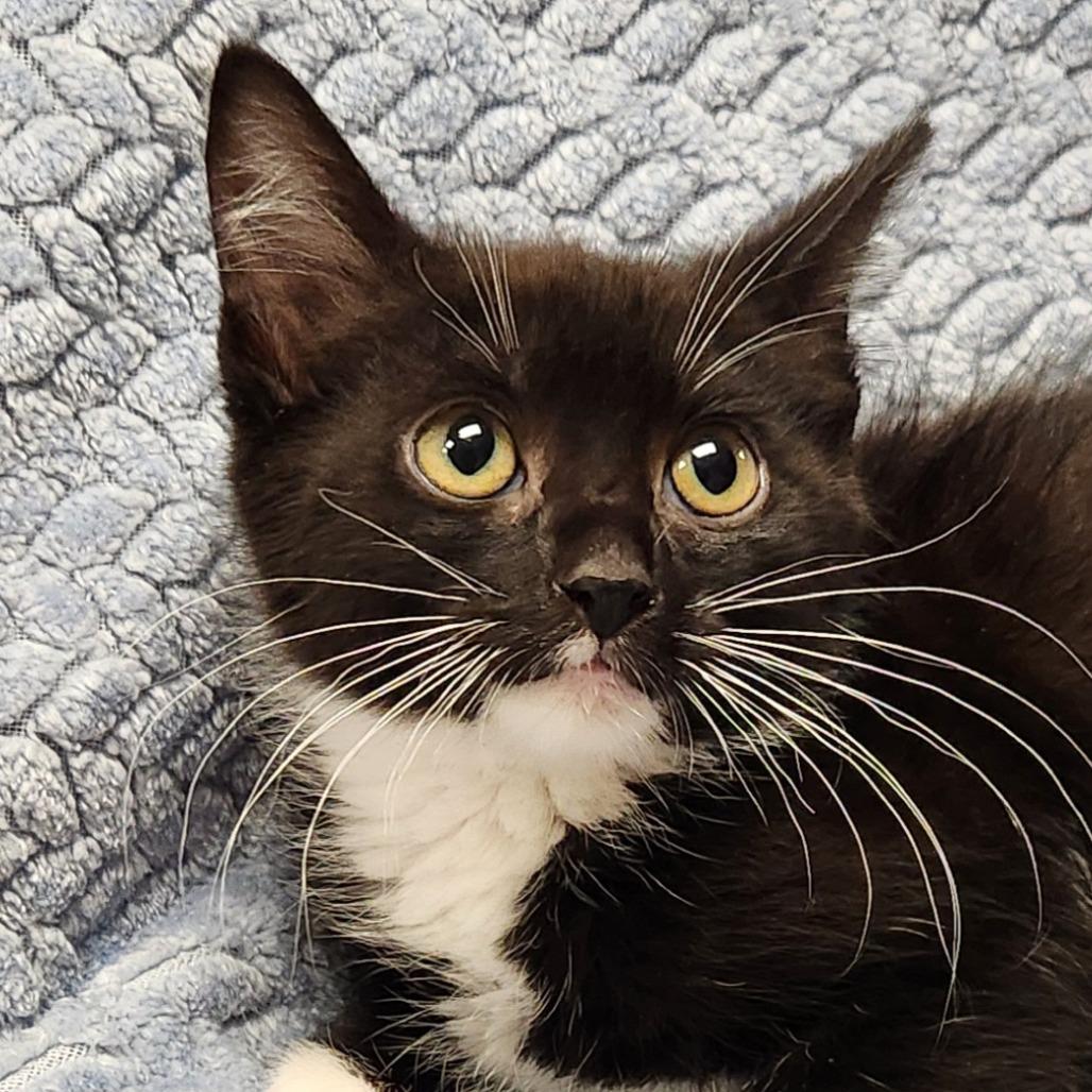 Enlarge Velma, a Adoptable Domestic Short Hair in Brighton, MO image 4/4