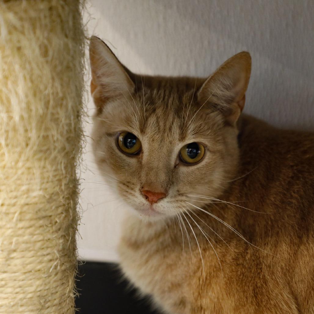 Hamlet, Adoptable, Adult Male Domestic Short Hair & Domestic Short Hair.