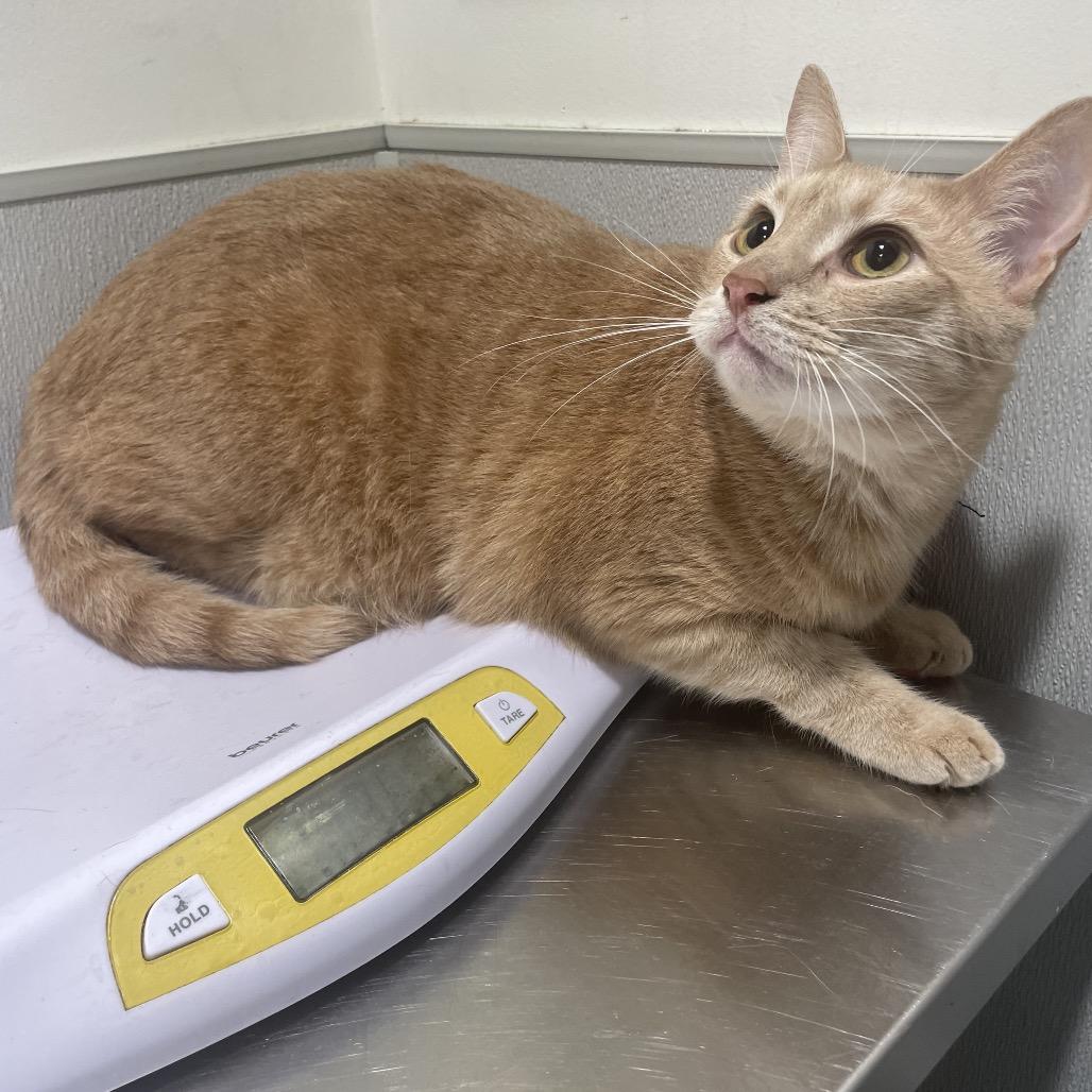 Enlarge Hamlet, a Adoptable mixed breed in Palm Springs, CA image 2/3