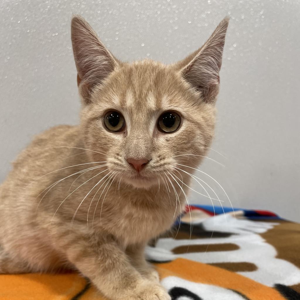 Enlarge Hamlet, a Adoptable mixed breed in Palm Springs, CA image 3/3