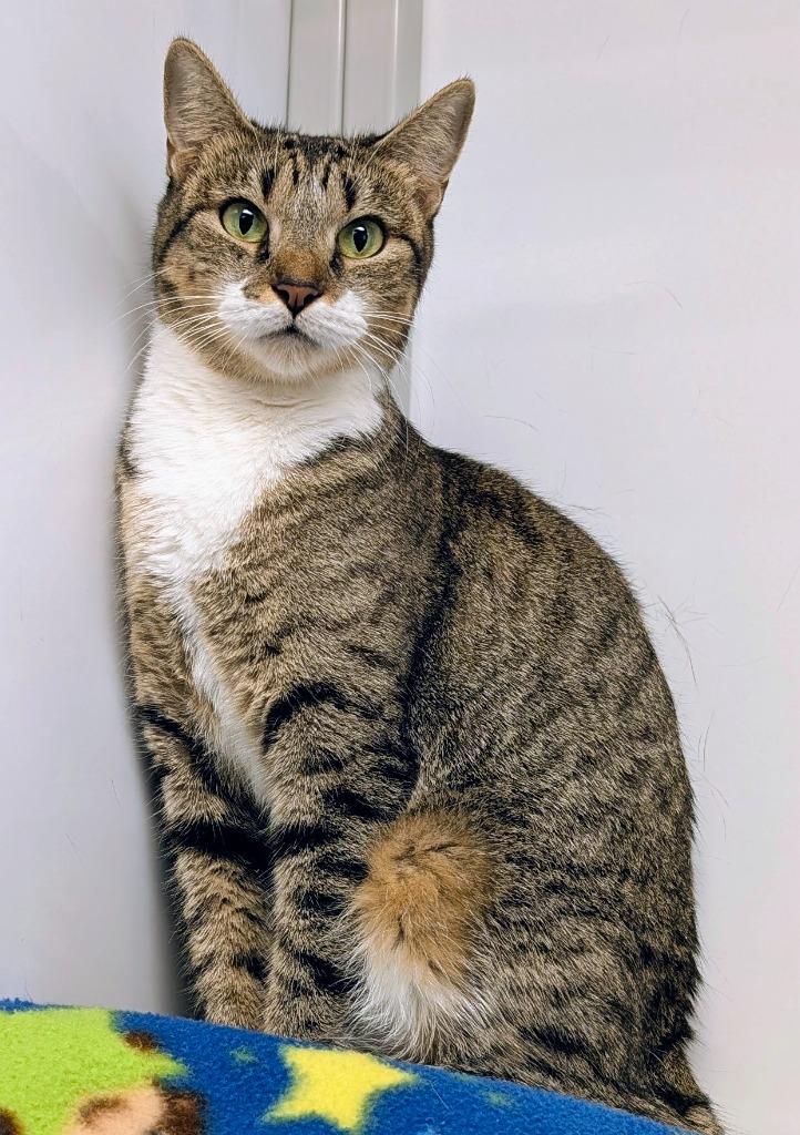 Enlarge Granite, a Adoptable mixed breed in Peoria, AZ image 3/4