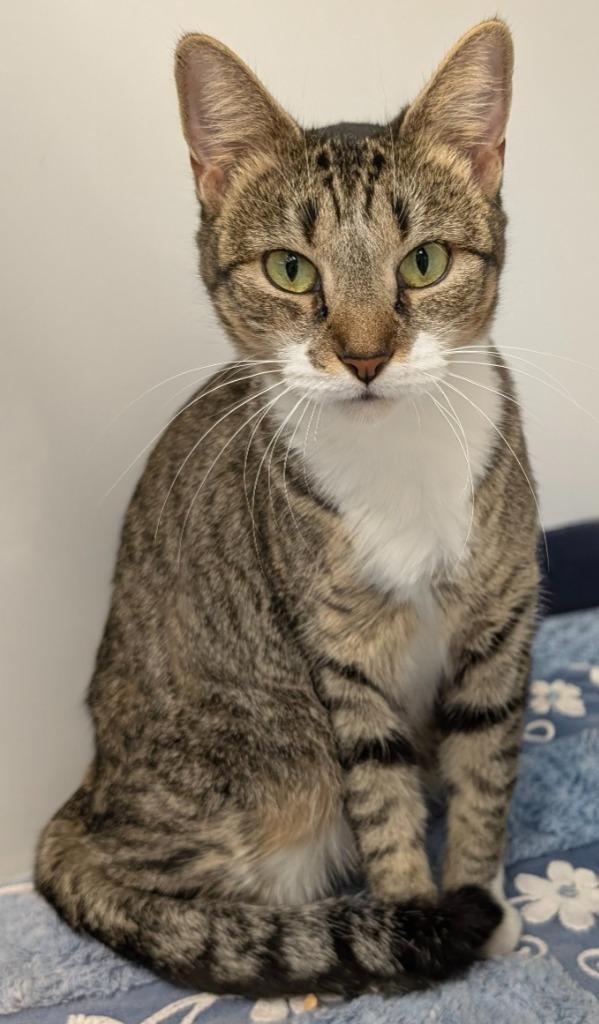 Granite, Adoptable, Young Female Domestic Short Hair.