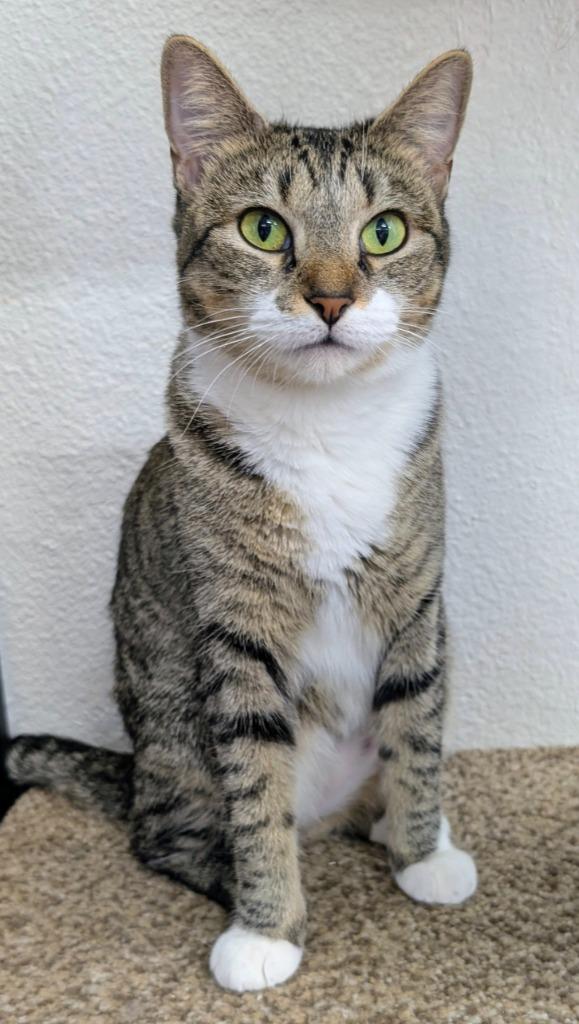 Enlarge Granite, a Adoptable mixed breed in Peoria, AZ image 2/4