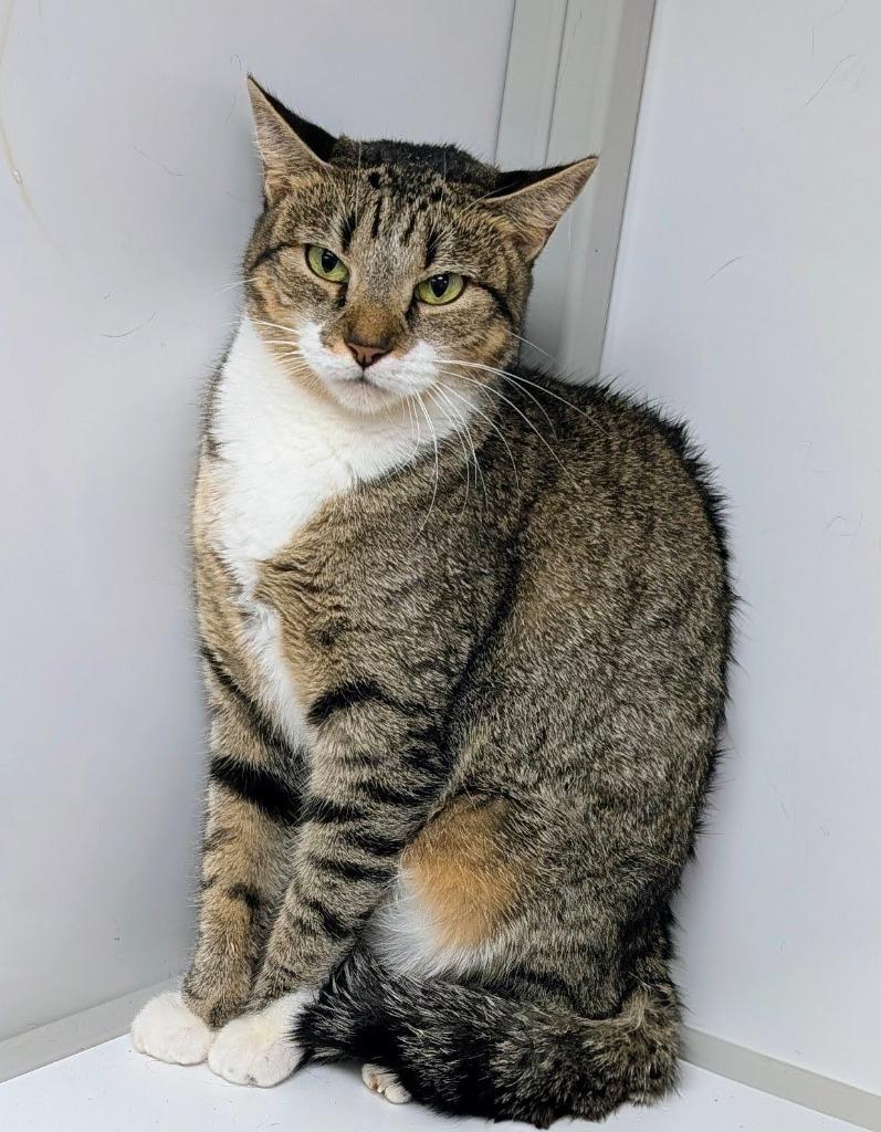 Enlarge Granite, a Adoptable mixed breed in Peoria, AZ image 4/4