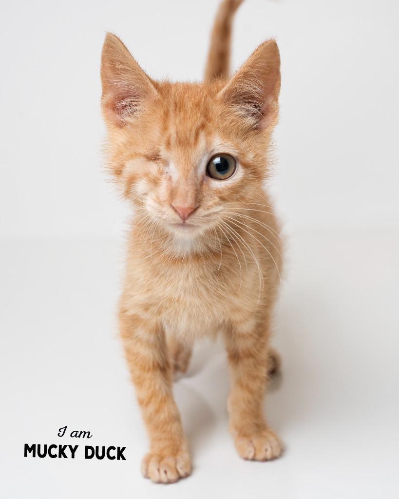 Enlarge Mucky Duck, a Adoptable mixed breed in Boone, IA image 1/1