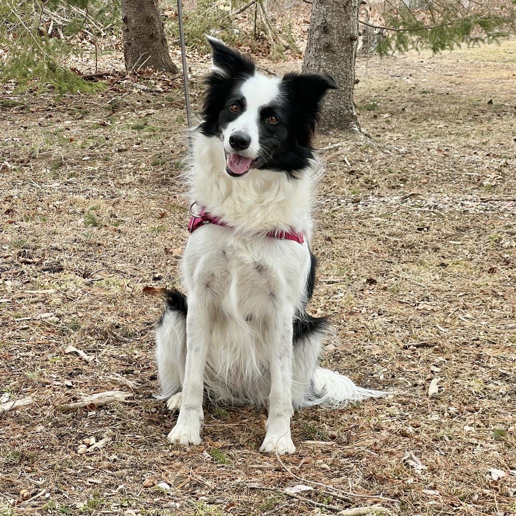 Kira, a Adoptable Border Collie in East Hampton, NY image 1/6