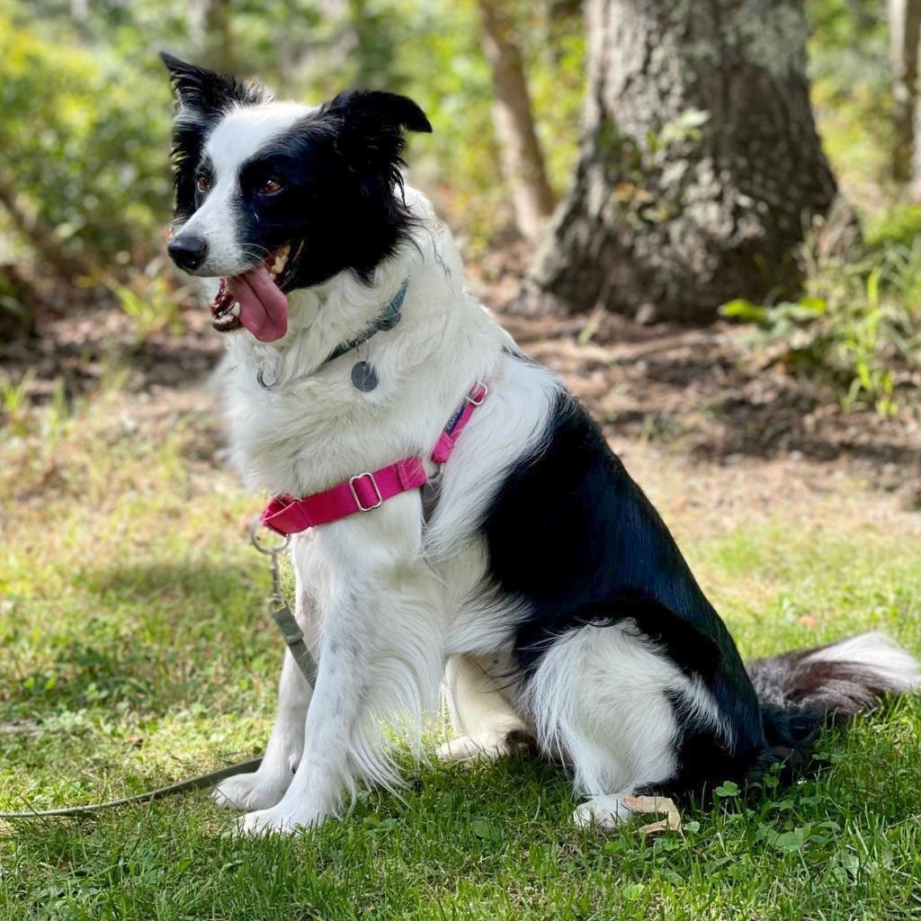 Kira, a Adoptable Border Collie in East Hampton, NY image 2/6