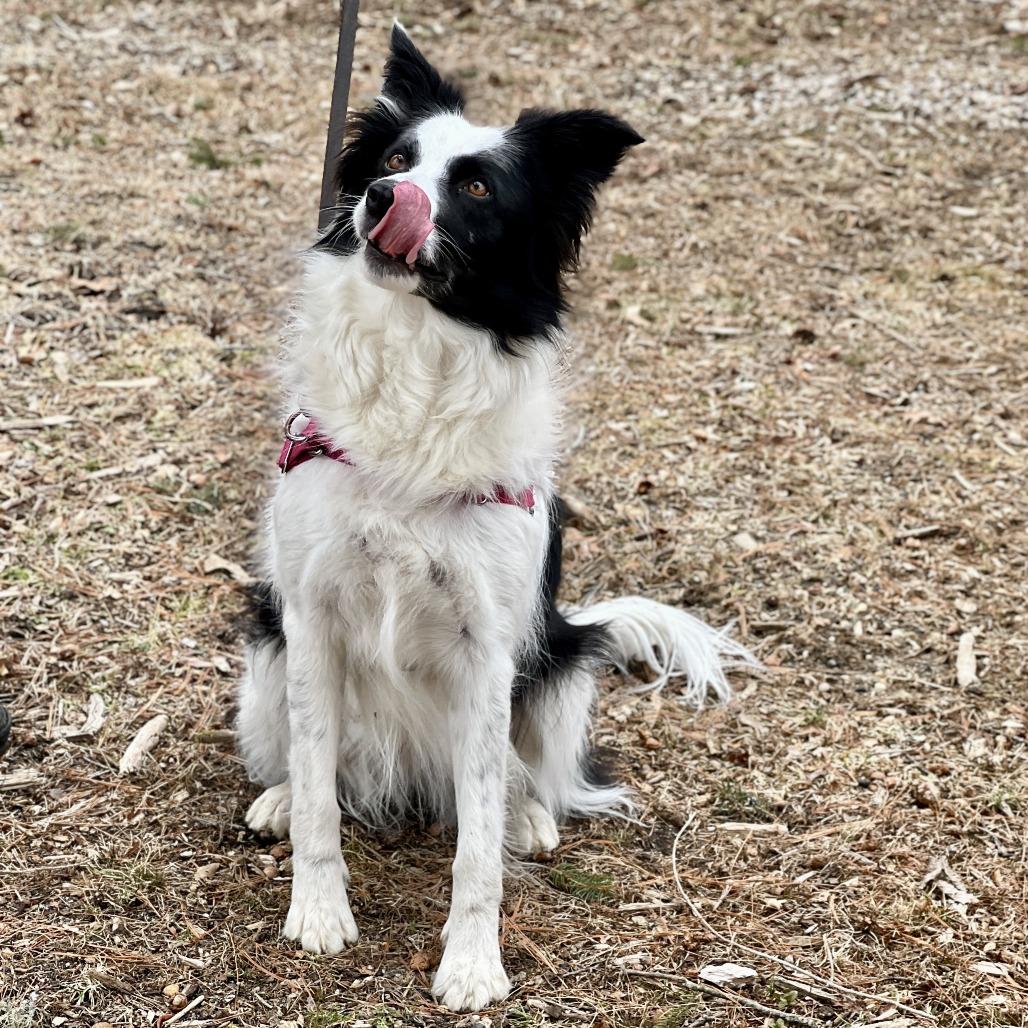 Kira, a Adoptable Border Collie in East Hampton, NY image 3/6