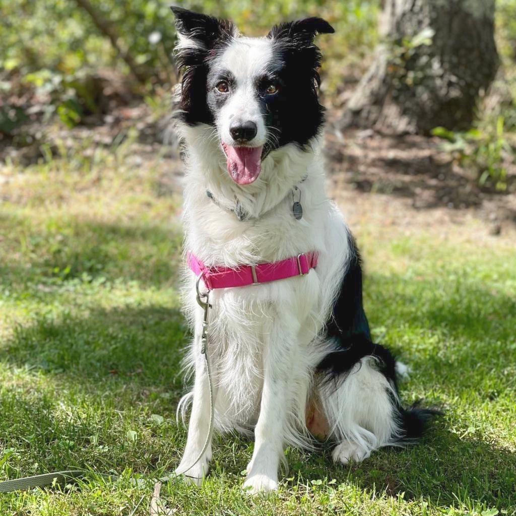 Kira, a Adoptable Border Collie in East Hampton, NY image 4/6
