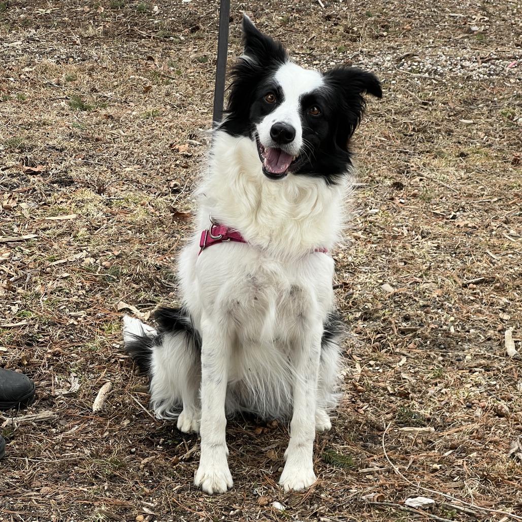 Kira, a Adoptable Border Collie in East Hampton, NY image 5/6