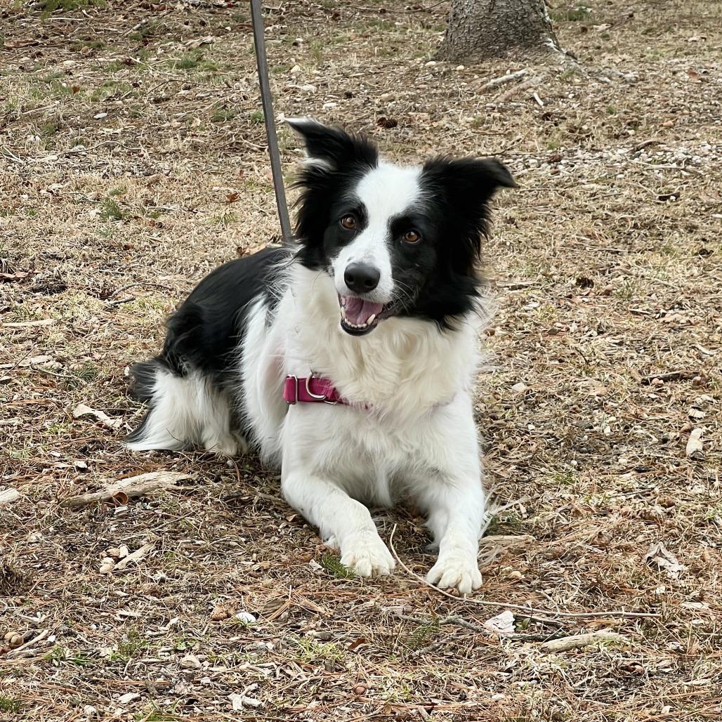 Kira, a Adoptable Border Collie in East Hampton, NY image 6/6