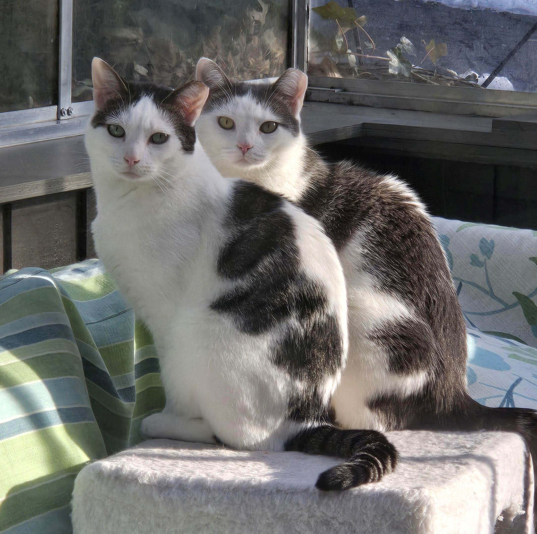 Alfalfa & Darla, a Adoptable Domestic Short Hair in Closter, NJ image 3/3