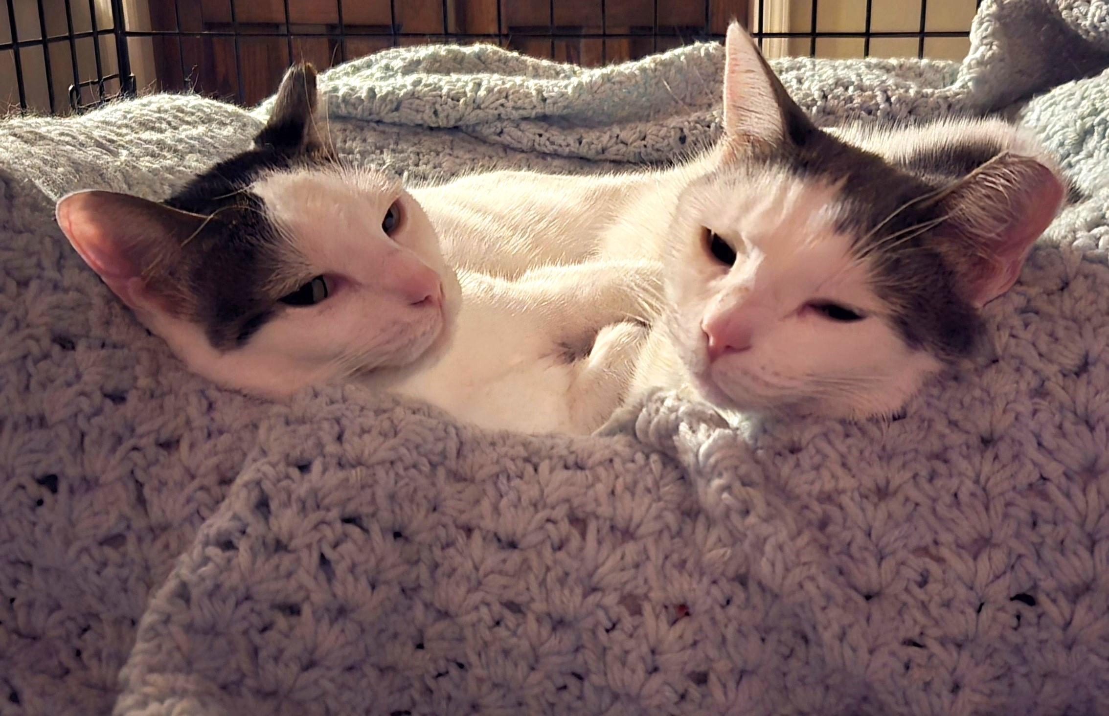 Alfalfa & Darla, a Adoptable Domestic Short Hair in Closter, NJ image 1/3