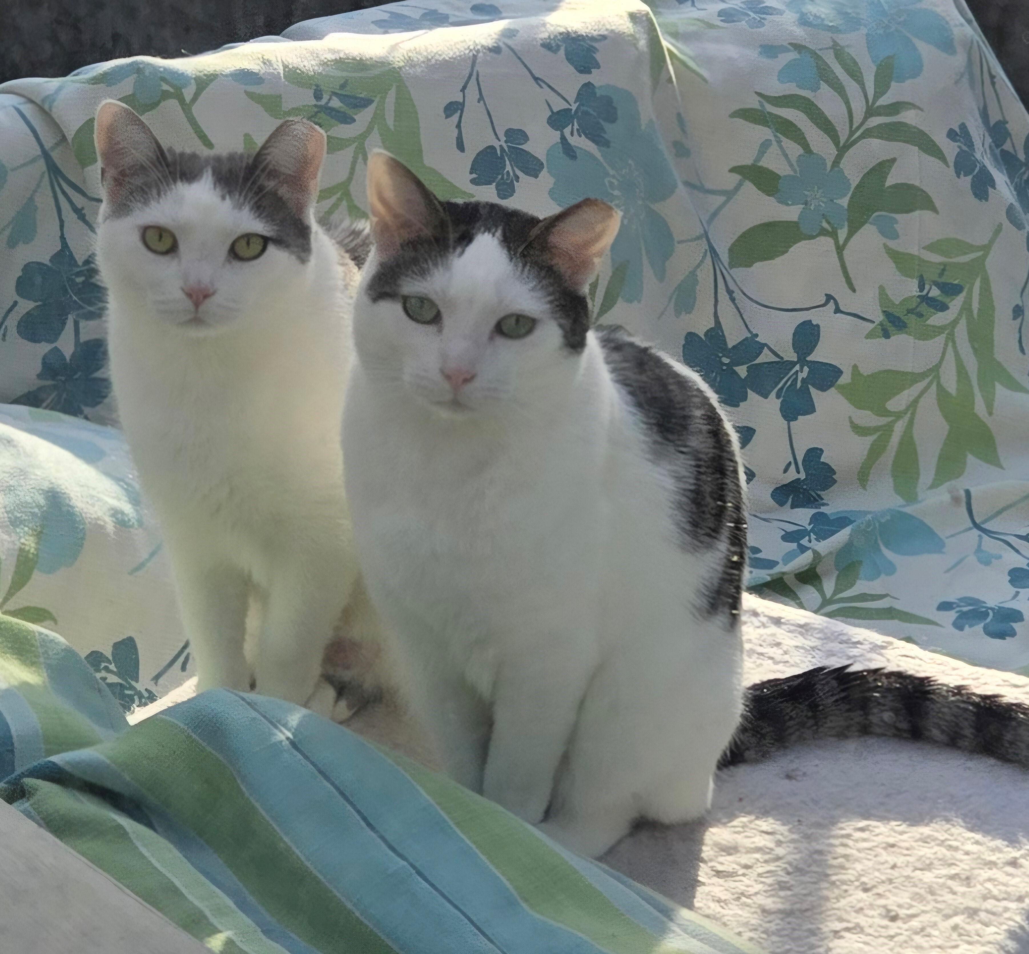 Alfalfa & Darla, a Adoptable Domestic Short Hair in Closter, NJ image 2/3