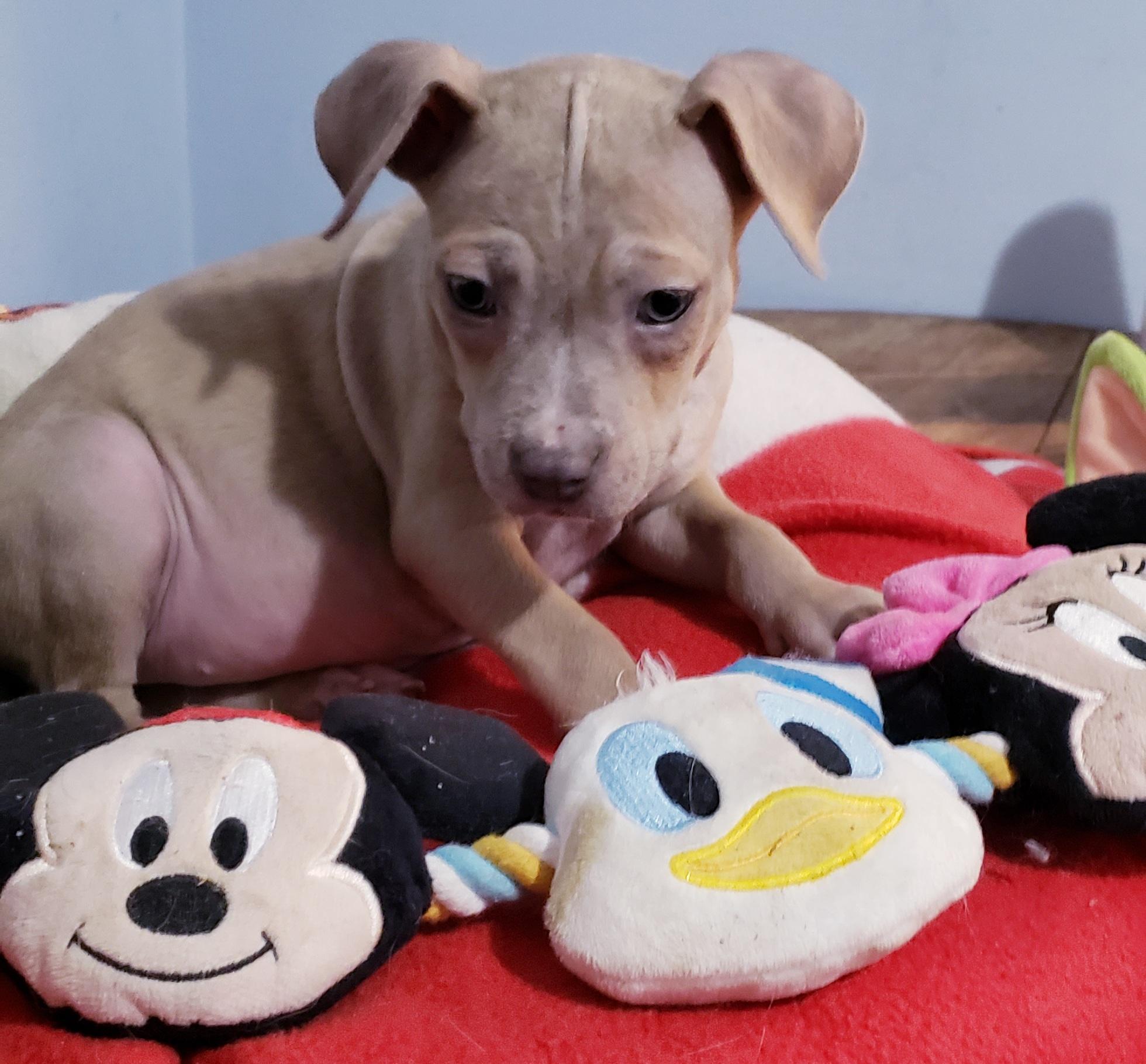 Brynn, a ADOPTABLE mixed breed in Detroit, MI image 5/6